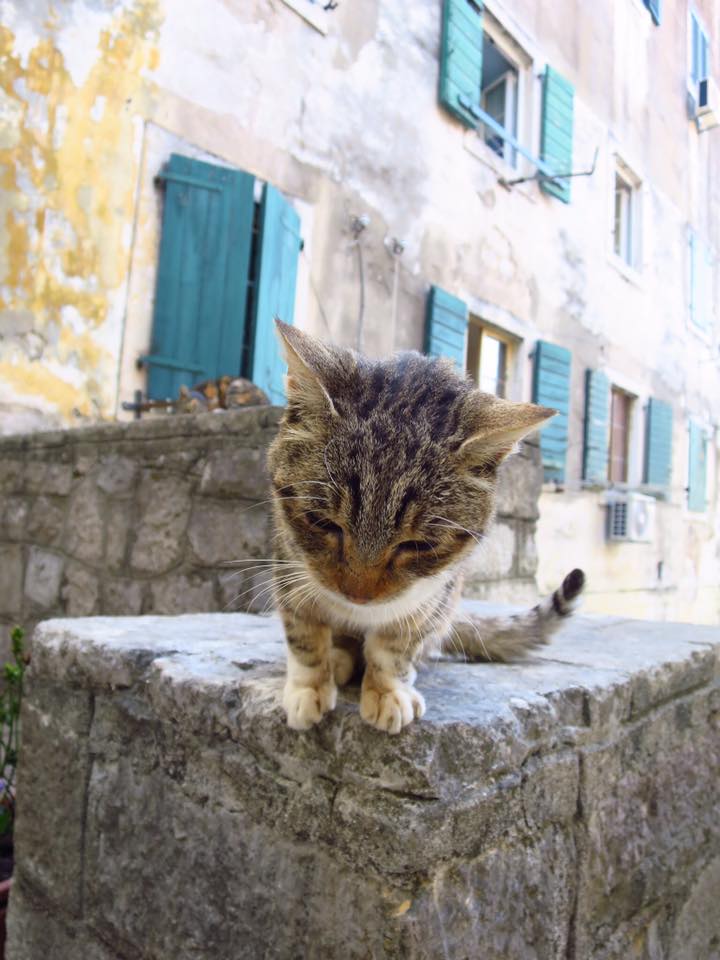 Trust of a Homeless Cat Betrayed by a Bath