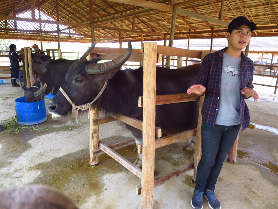 Laos Buffalo Dairy