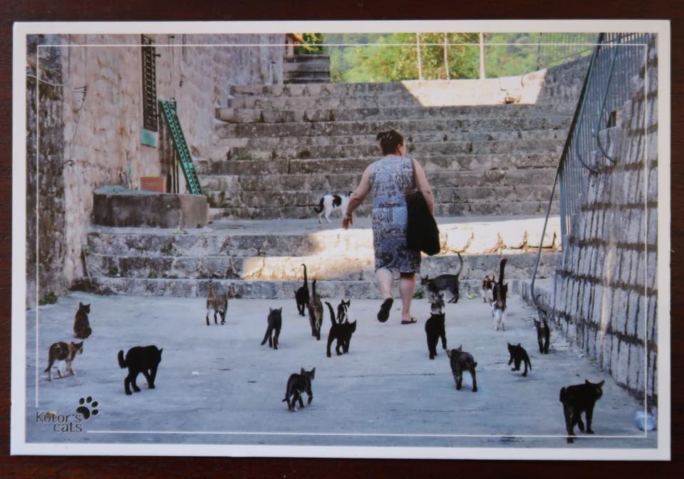 The Cats of Kotor and Their Angel Danijela