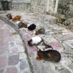 Cat Calling and A Mission in Kotor