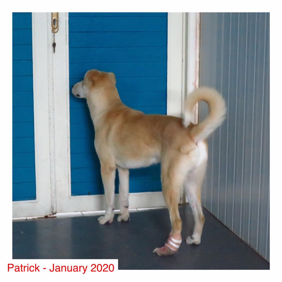 Patrick waiting at the kitchen door for his dinner.