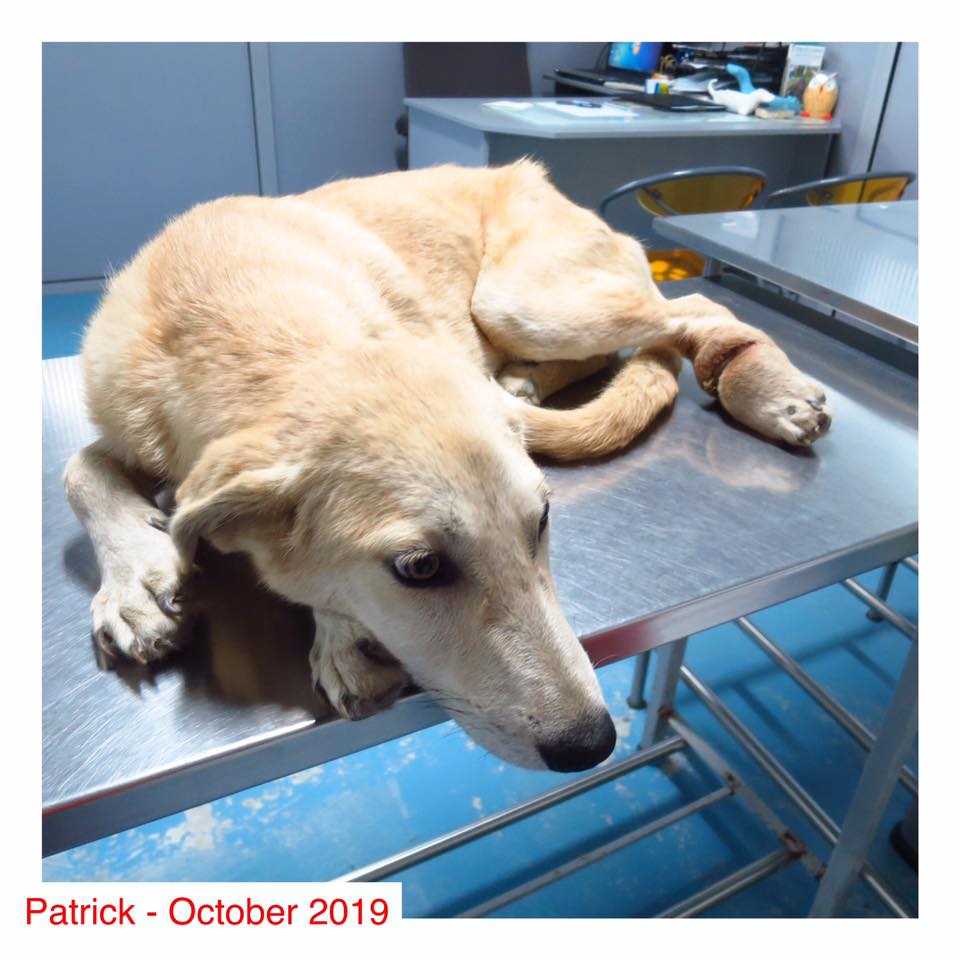 Patrick looking sad on the examination table.