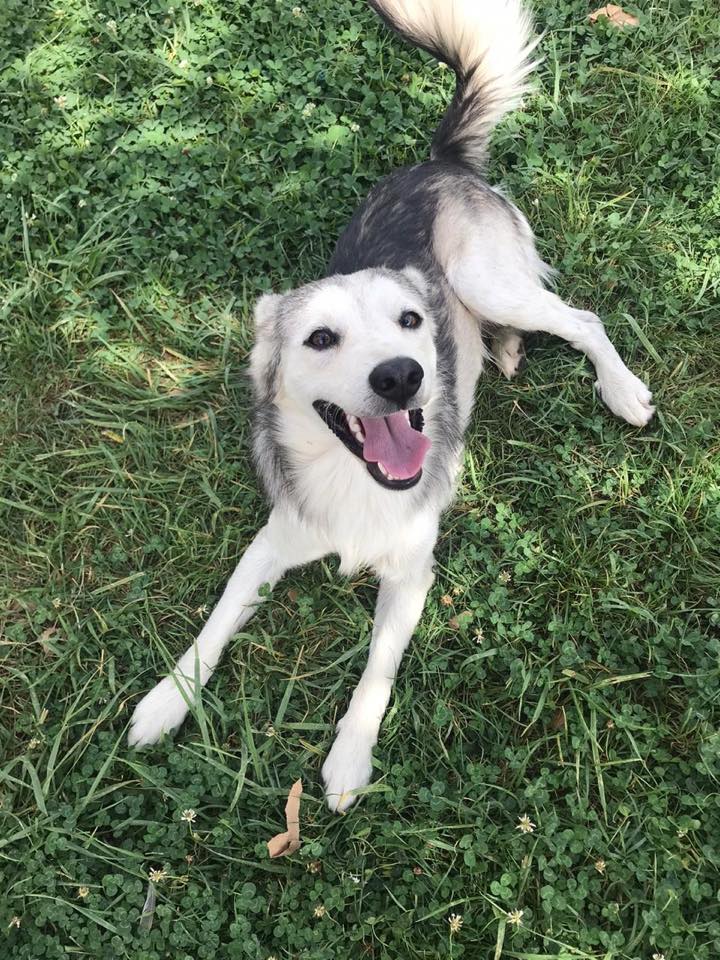 Young husky-like dog.